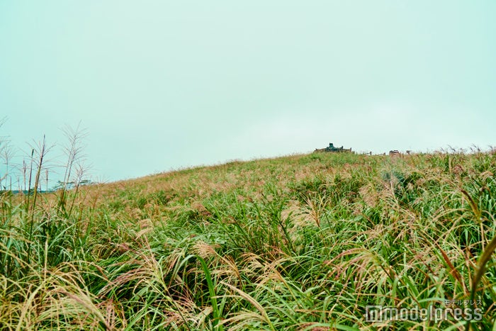 サングムブリとは、チェジュの方言で「山にある穴」を意味しているのだとか。噴火口周辺には希少な植物が自生しています。(C)モデルプレス
