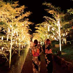 夏の京都で幻想的なライトアップ「京の七夕」街を彩るきらめきにうっとり／画像提供：京の七夕実行委員会