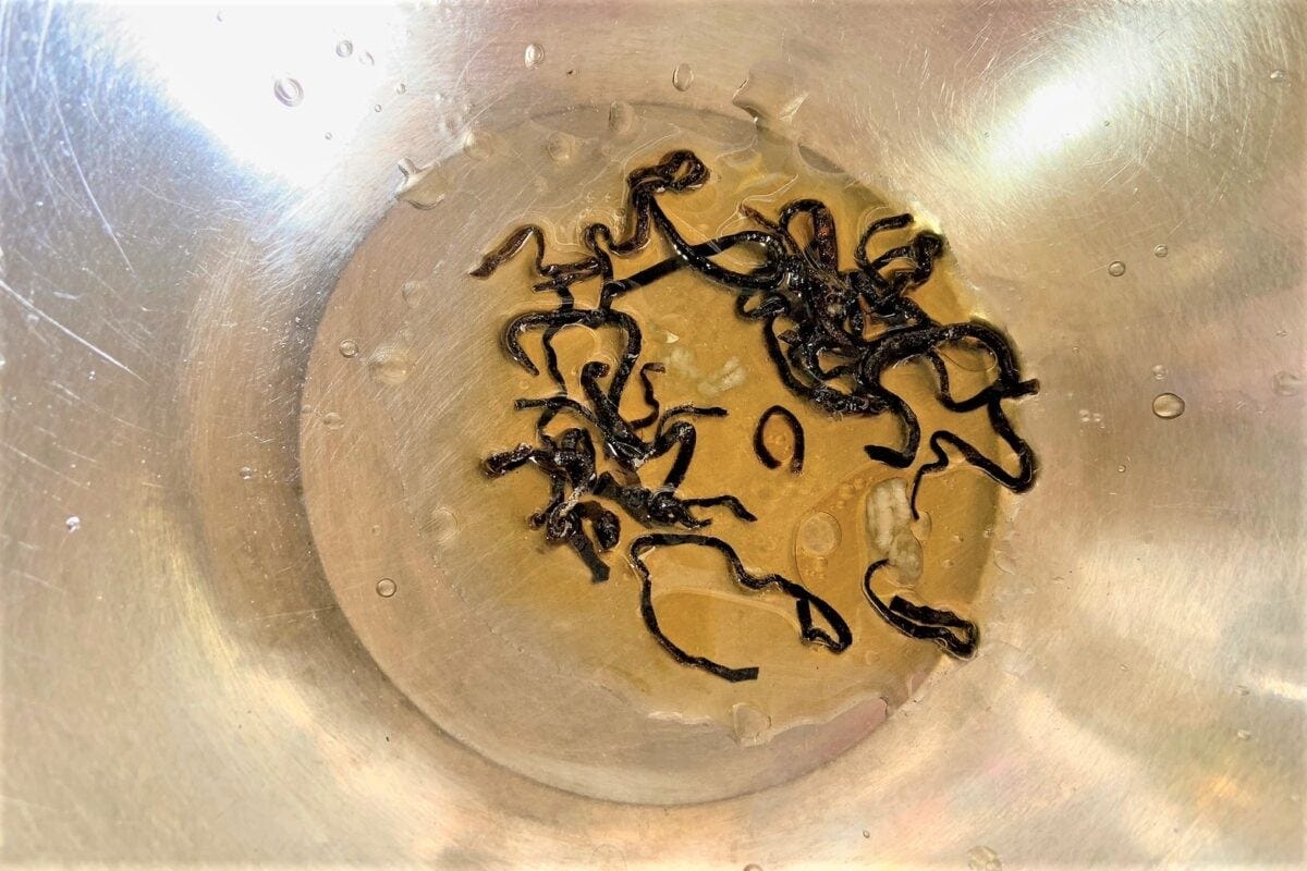 うま出汁だれそうめん