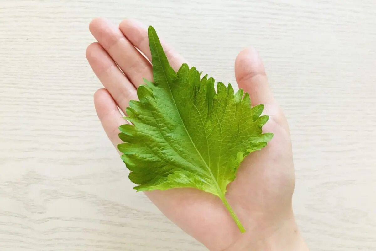 大葉の保存術