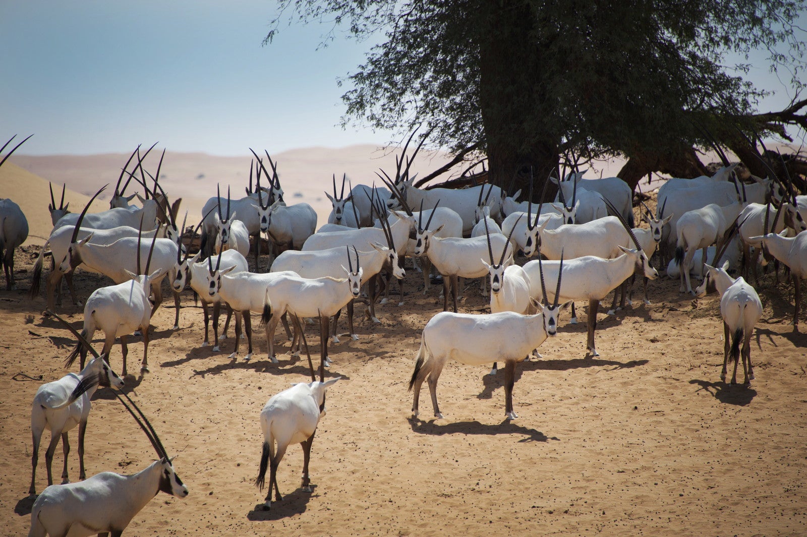 ベドウィンカルチュラルサファリツアー／PlatinumHeritage