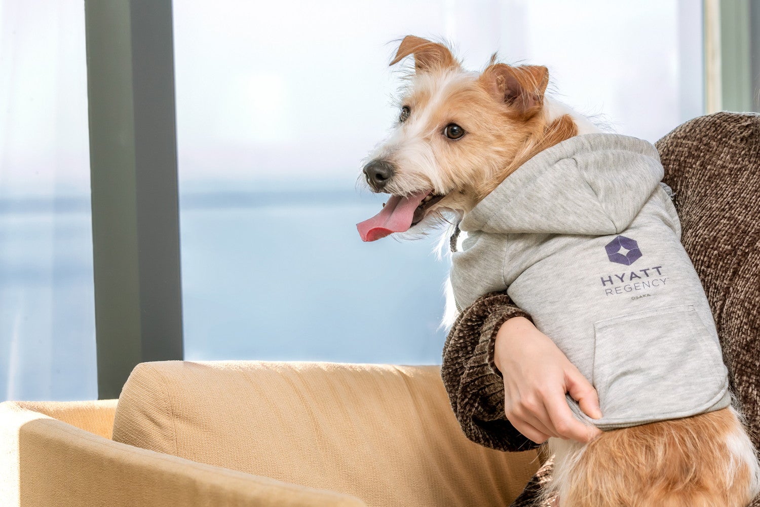 愛犬用ルームウエア／画像提供：ハイアット リージェンシー 大阪