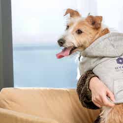 愛犬用ルームウエア/画像提供:ハイアット リージェンシー 大阪