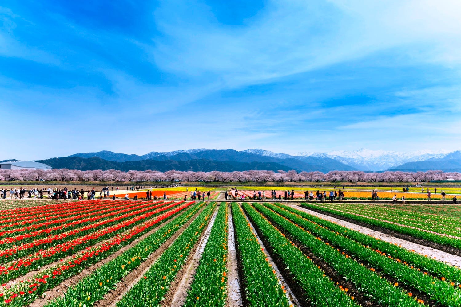 チューリップの絨毯も!自然美と美食の宝庫、富山「にいかわ観光圏」が春の女子旅にぴったり