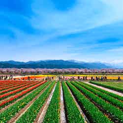 春の四重奏/提供画像