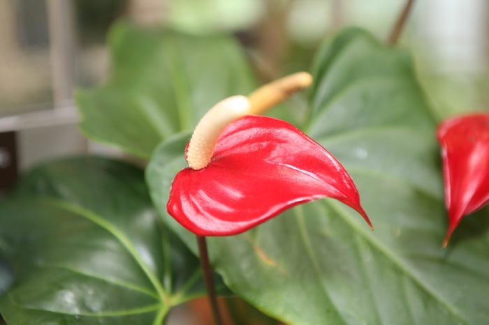 部屋にあるだけで高級感溢れる雰囲気に/Anthurium (Anthurium cultivar) by Cliff