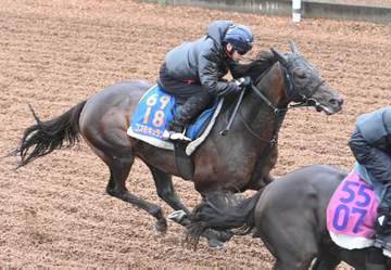 【オールカマー】コスモキュランダ 出来に不安なし 加藤士師「これくらいかなと」悲願のG1制覇へ恵みの雨なるか「渋っていた方が」