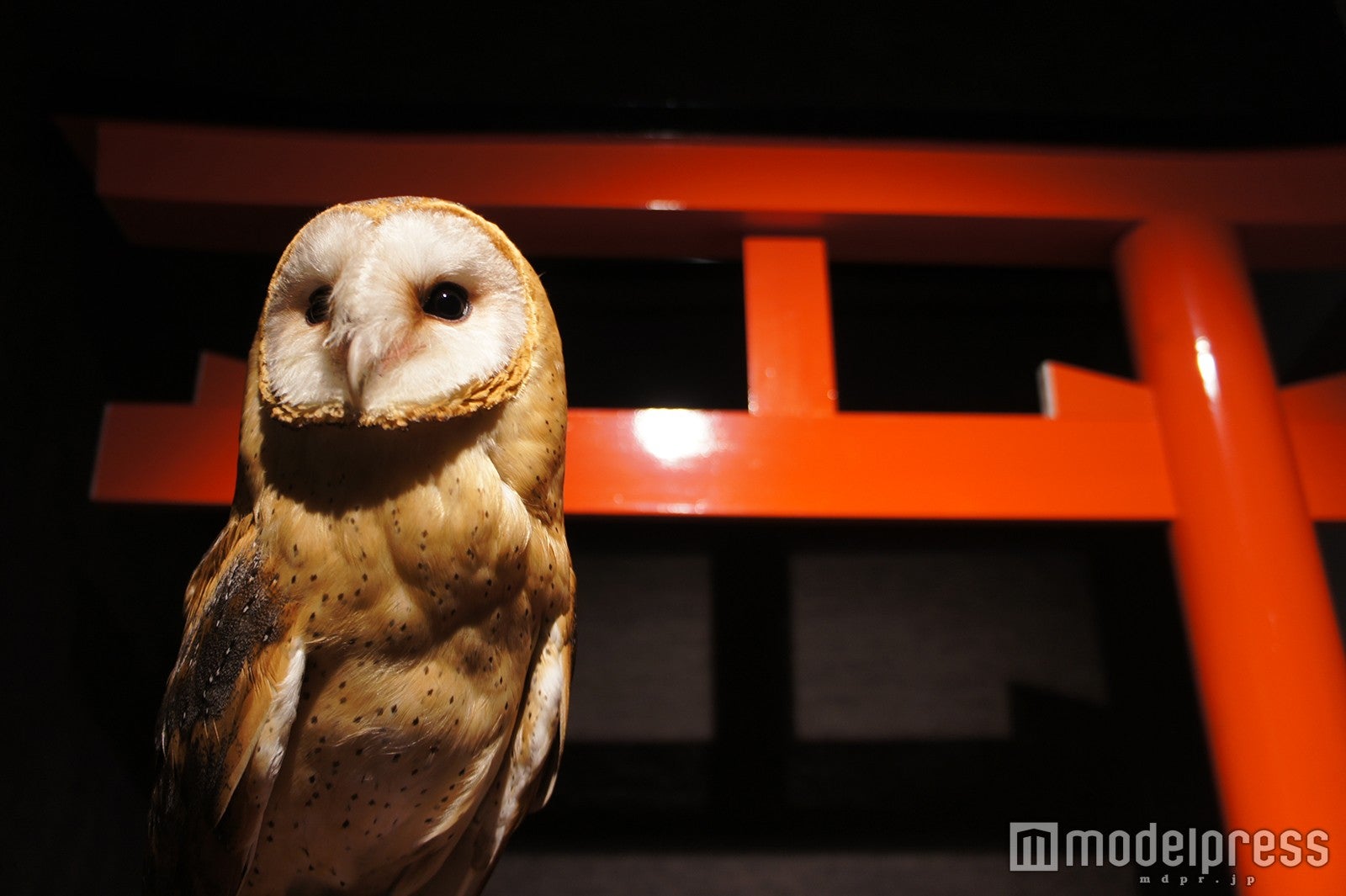 浅草観光の新名所「ふくろう神社」で一味違うカフェタイム