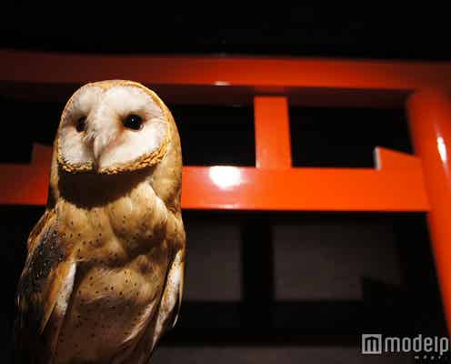 浅草観光の新名所「ふくろう神社」で一味違うカフェタイム