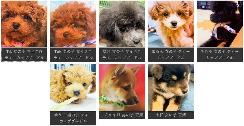 可愛いわんちゃんがたくさん!