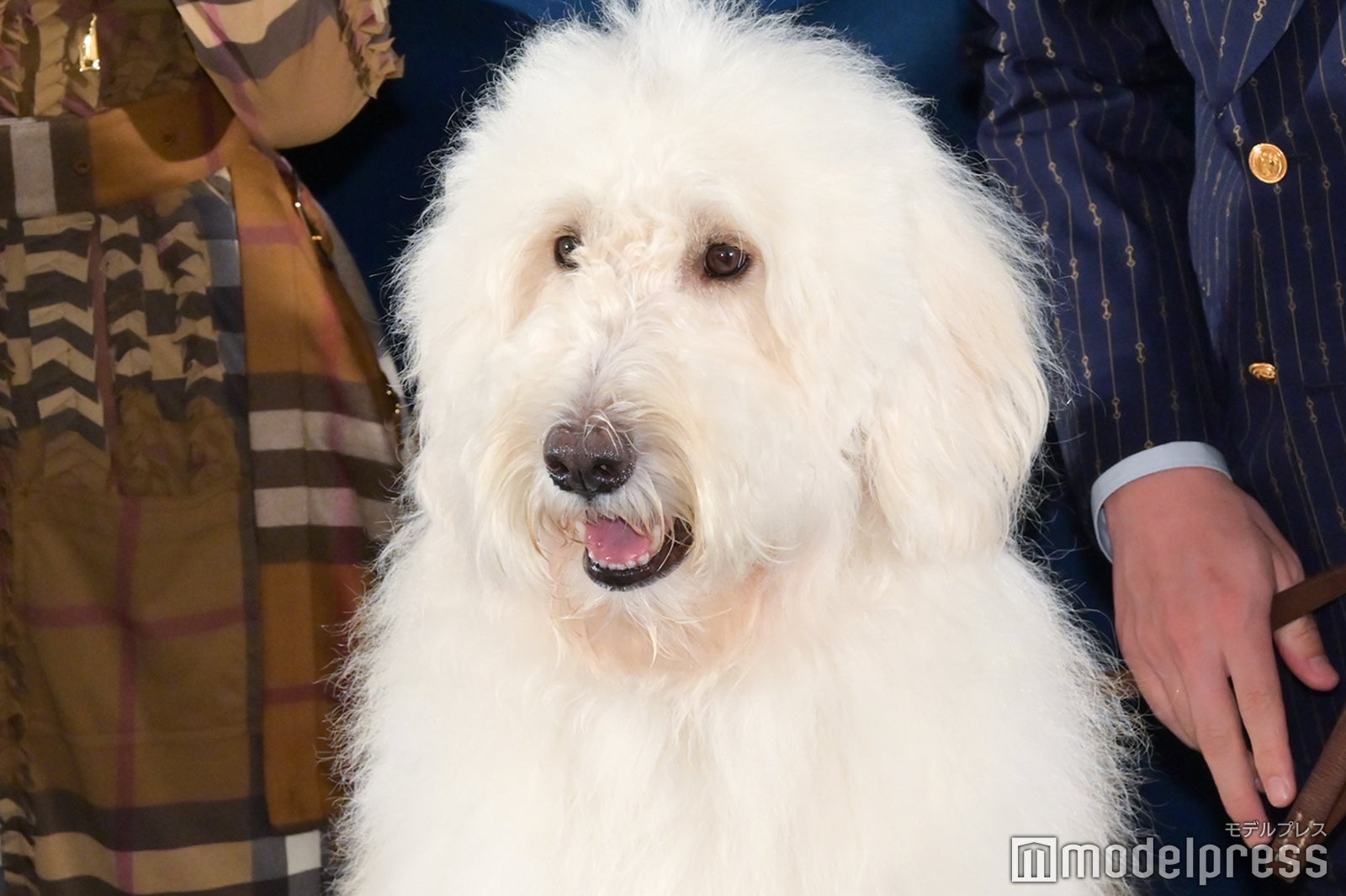 ベック （C）モデルプレス