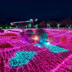 夜景鑑賞士も注目、LED200万球超の新たなイルミ空間が誕生／画像提供：伊豆シャボテン公園【モデルプレス】