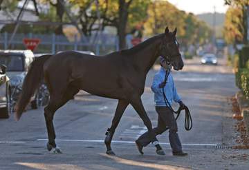 【皐月賞】バステール 同僚・クロワデュノールの忘れ物を回収だ 状態について下沢助手「輸送減りもなく、問題なし」