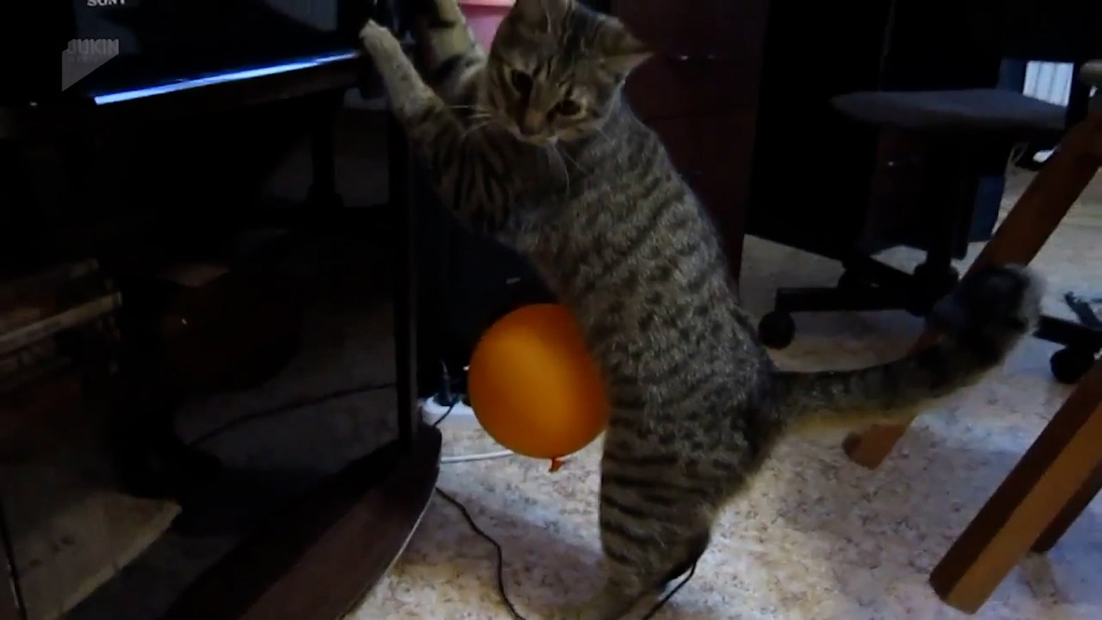 「映像フカボリ研究所　2度見で開眼」（C）日本テレビ