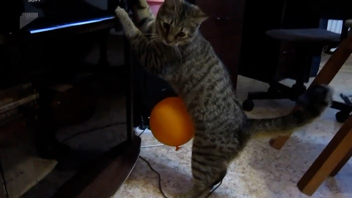 「映像フカボリ研究所 2度見で開眼」(C)日本テレビ