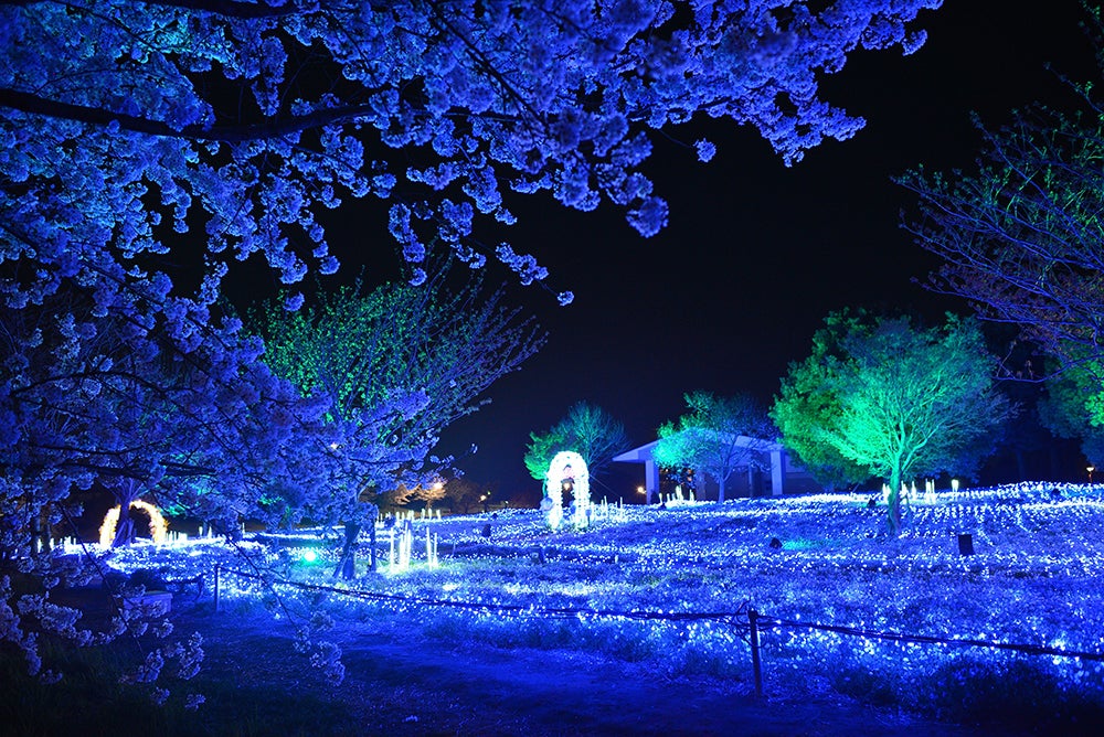 花と光のムーブメント／提供画像