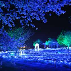 花と光のムーブメント/提供画像