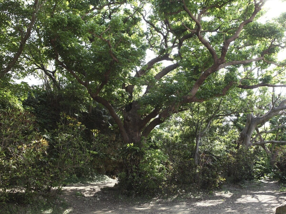 神々しい清らかな空気に包まれる聖域 (C)OCVB