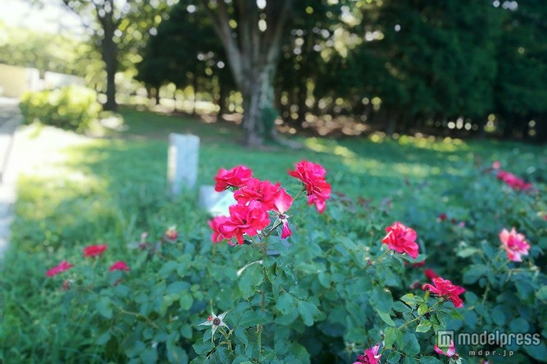 一眼レフで撮ったようなお洒落なぼかし加工も簡単（honor6 Plusで撮影）