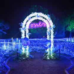 花と光のムーブメント/提供画像