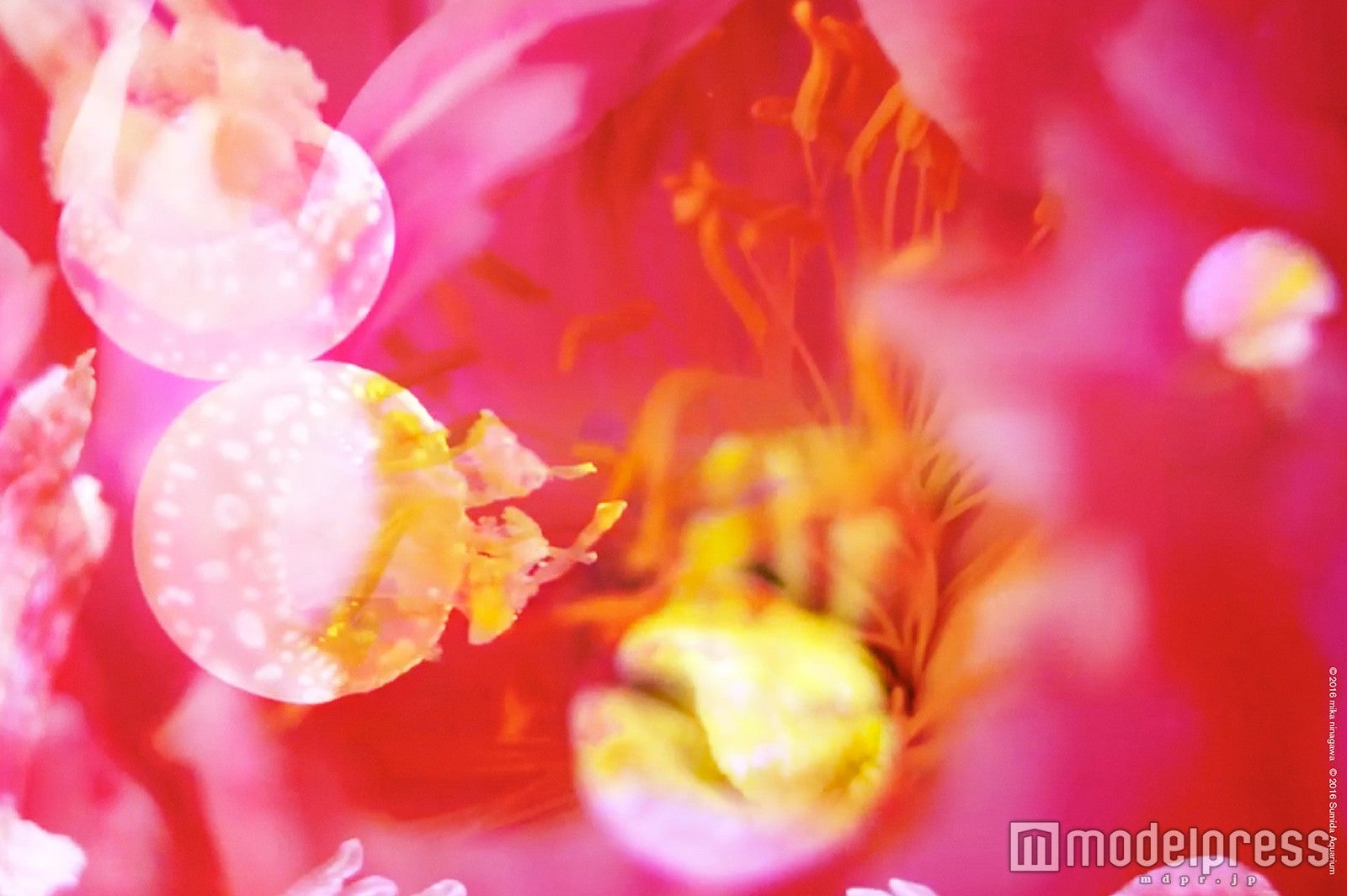 蜷川実花が幻想的に彩るクラゲ展示　すみだ水族館とのコラボ再び／画像提供：すみだ水族館