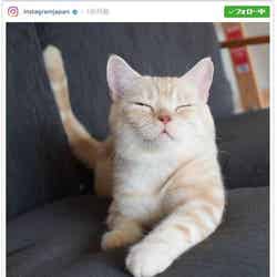 「日本で1番人気のハッシュタグ」は ＃猫／＃ねこ／Instagram Japanより
