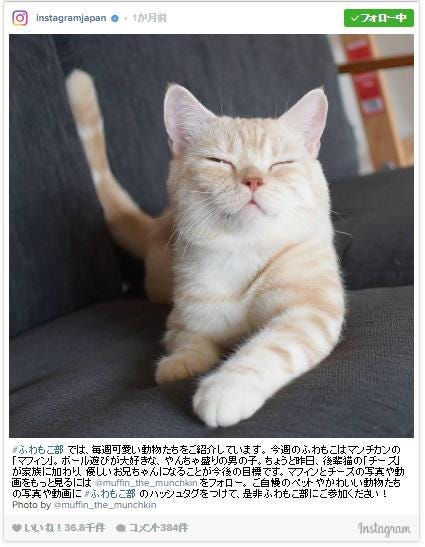 「日本で1番人気のハッシュタグ」は #猫/#ねこ/Instagram Japanより