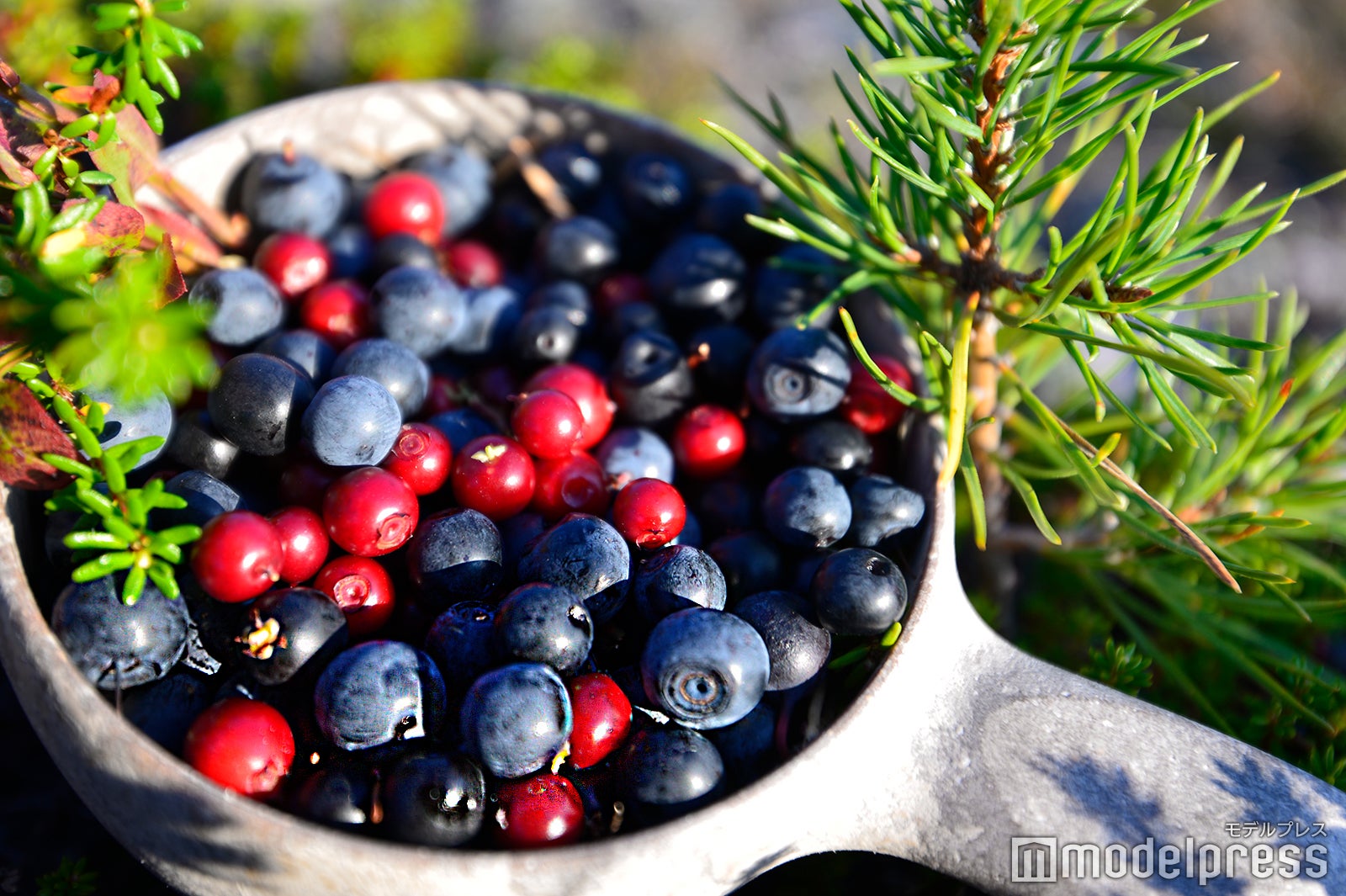 ブルーベリー、リンゴンベリー、クラウドベリーなど （C）モデルプレス