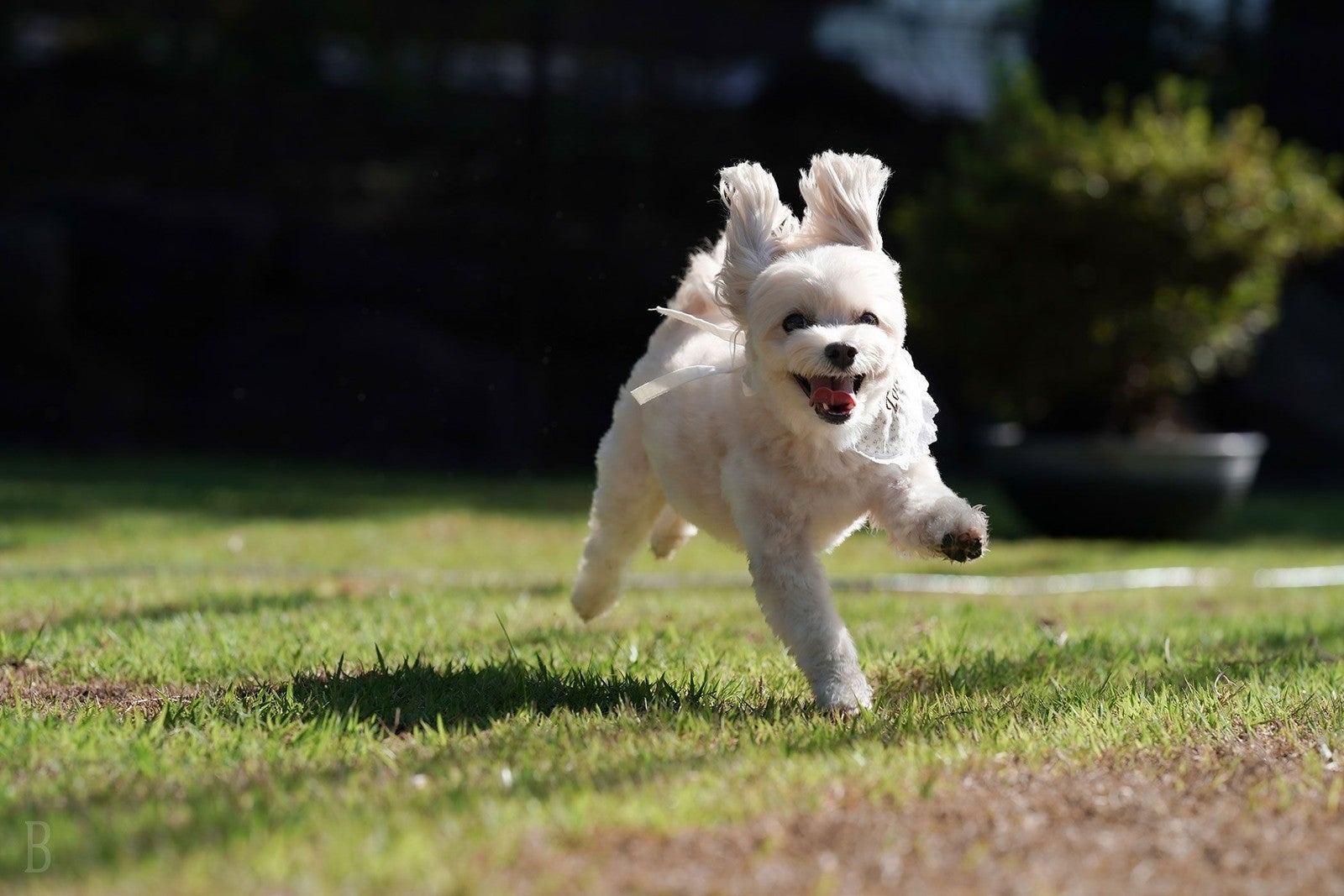DOG VILLA 伊豆 悠泉／提供画像