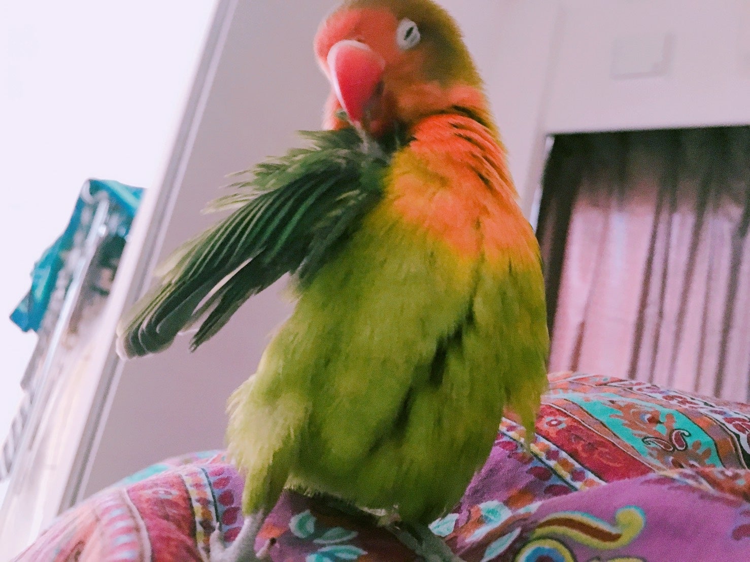 白フチの目がチャームポイントの「ぴじょん」（画像提供：所属事務所）