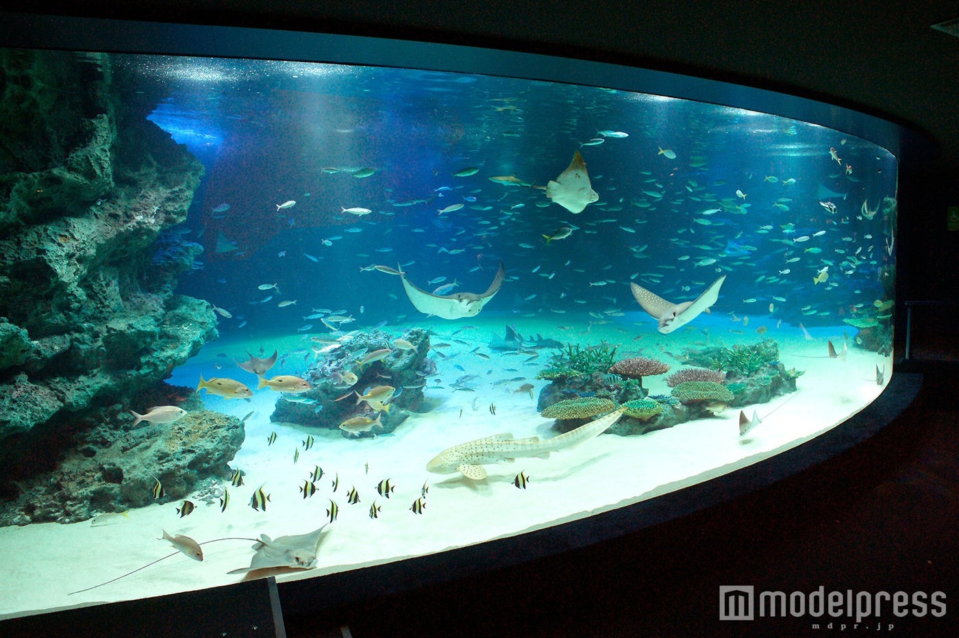 通常時のサンシャイン水族館／画像提供：サンシャインシティ