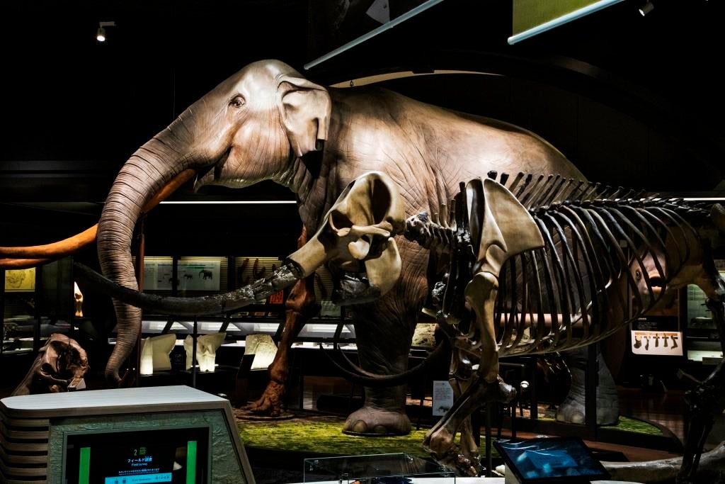 半身半骨のツダンスキーゾウ／画像提供：滋賀県立琵琶湖博物館