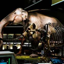 半身半骨のツダンスキーゾウ/画像提供:滋賀県立琵琶湖博物館