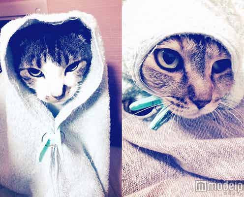 佐藤健から届くほんわかLINEが癒される 愛猫の“キャベツ巻き”に「かあいい」