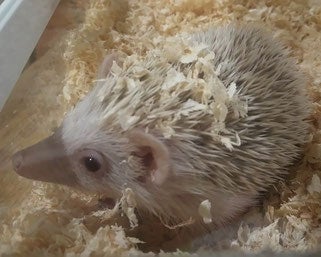 ハリネズミ／画像提供：北野坂　か和うそCafe