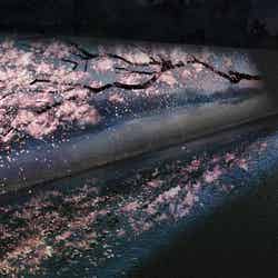 FLOWERS BY NAKED 2020 −桜− 世界遺産・二条城／画像提供：ネイキッド