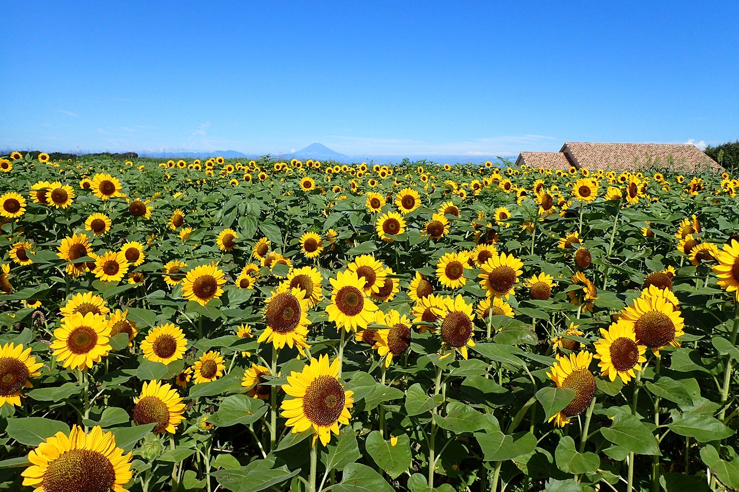 約10万本のヒマワリ畑!横須賀「ソレイユの丘」で夏の絶景 “花咲く”タピオカドリンクも
