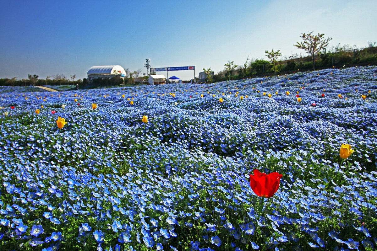 ネモフィラ祭り（提供画像）