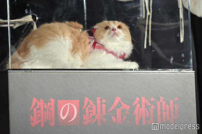 「ニャルフォンス」ことぼーちゃん (C)モデルプレス