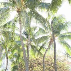 ヤシの木さえもお洒落に感じられるのがハワイの魅力／画像提供：ヌーボーコミュニケーションズ