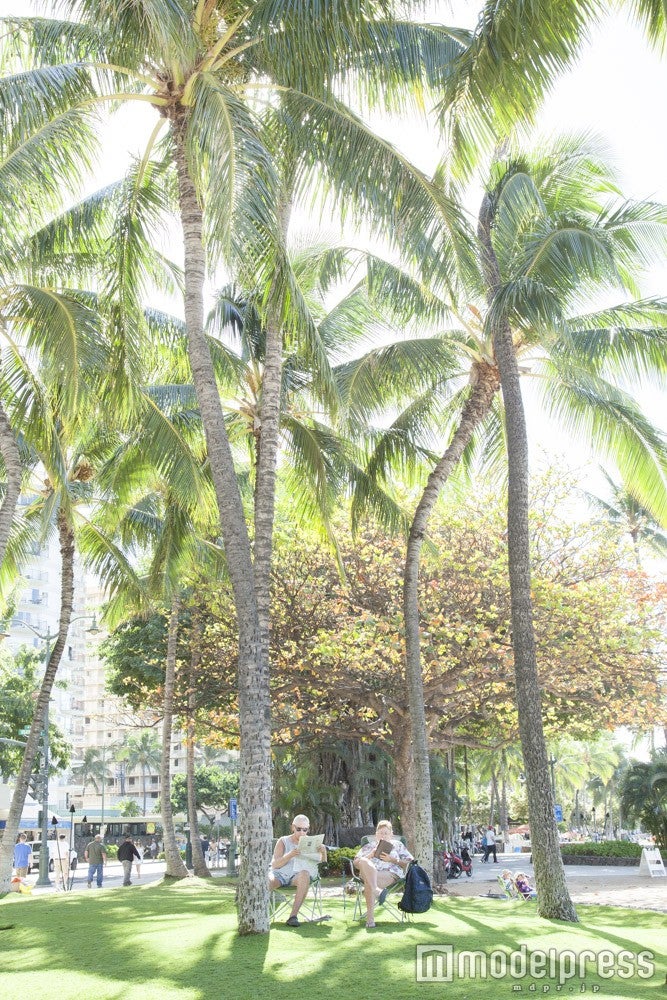 ヤシの木さえもお洒落に感じられるのがハワイの魅力／画像提供：ヌーボーコミュニケーションズ