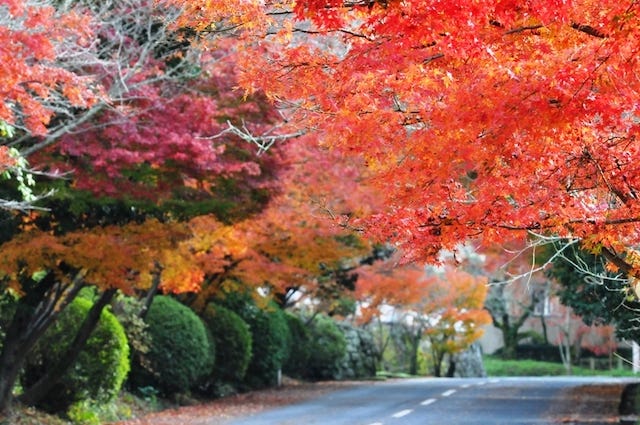 【和歌山】まもなく見頃！紅葉を眺めながらお散歩ができる「根來寺」