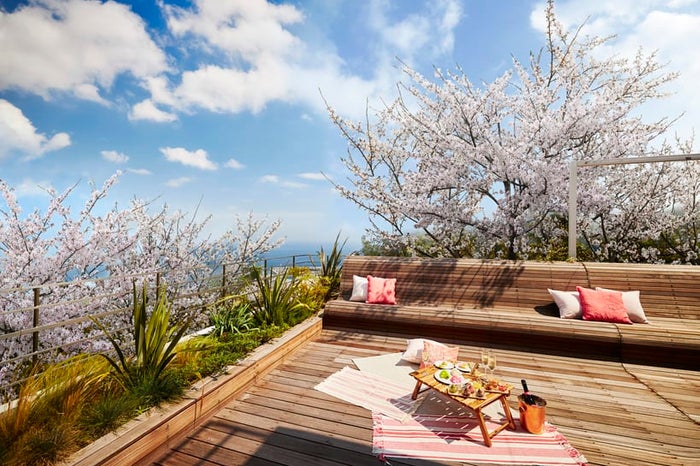 海と桜のプライベートお花見ステイ／画像提供：星野リゾート