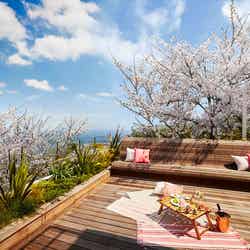 海と桜のプライベートお花見ステイ／画像提供：星野リゾート