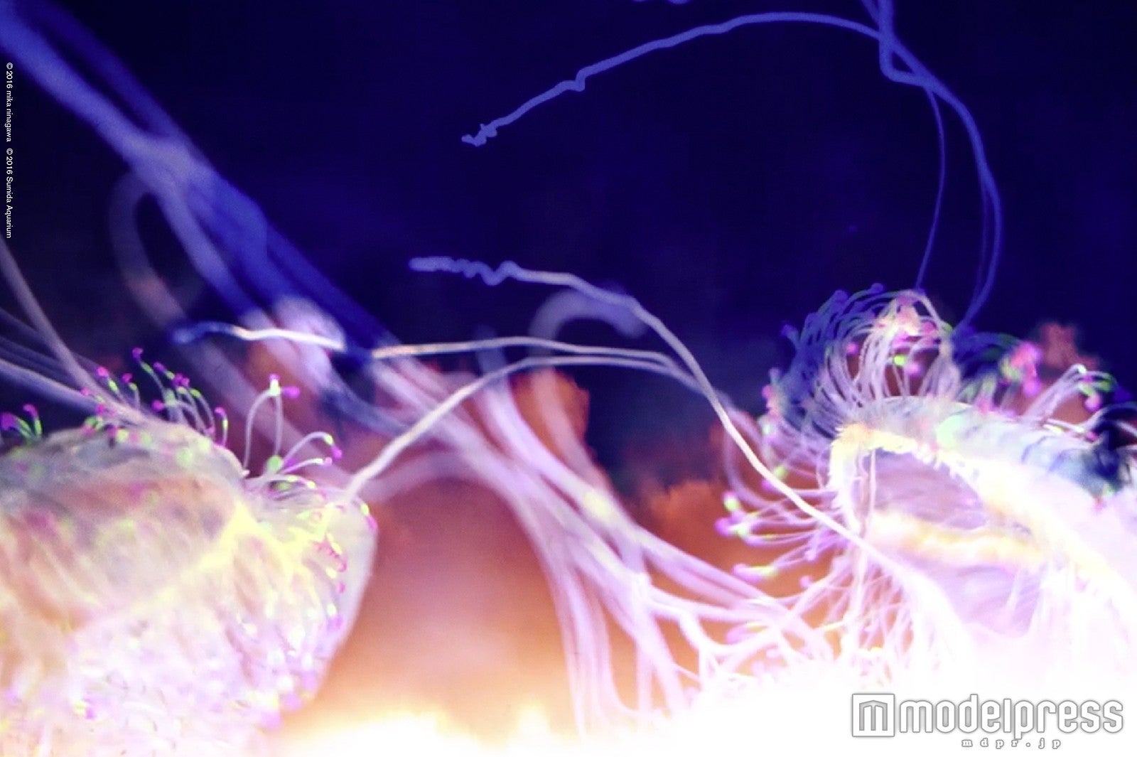 昼と夜で映像が変わる／画像提供：すみだ水族館