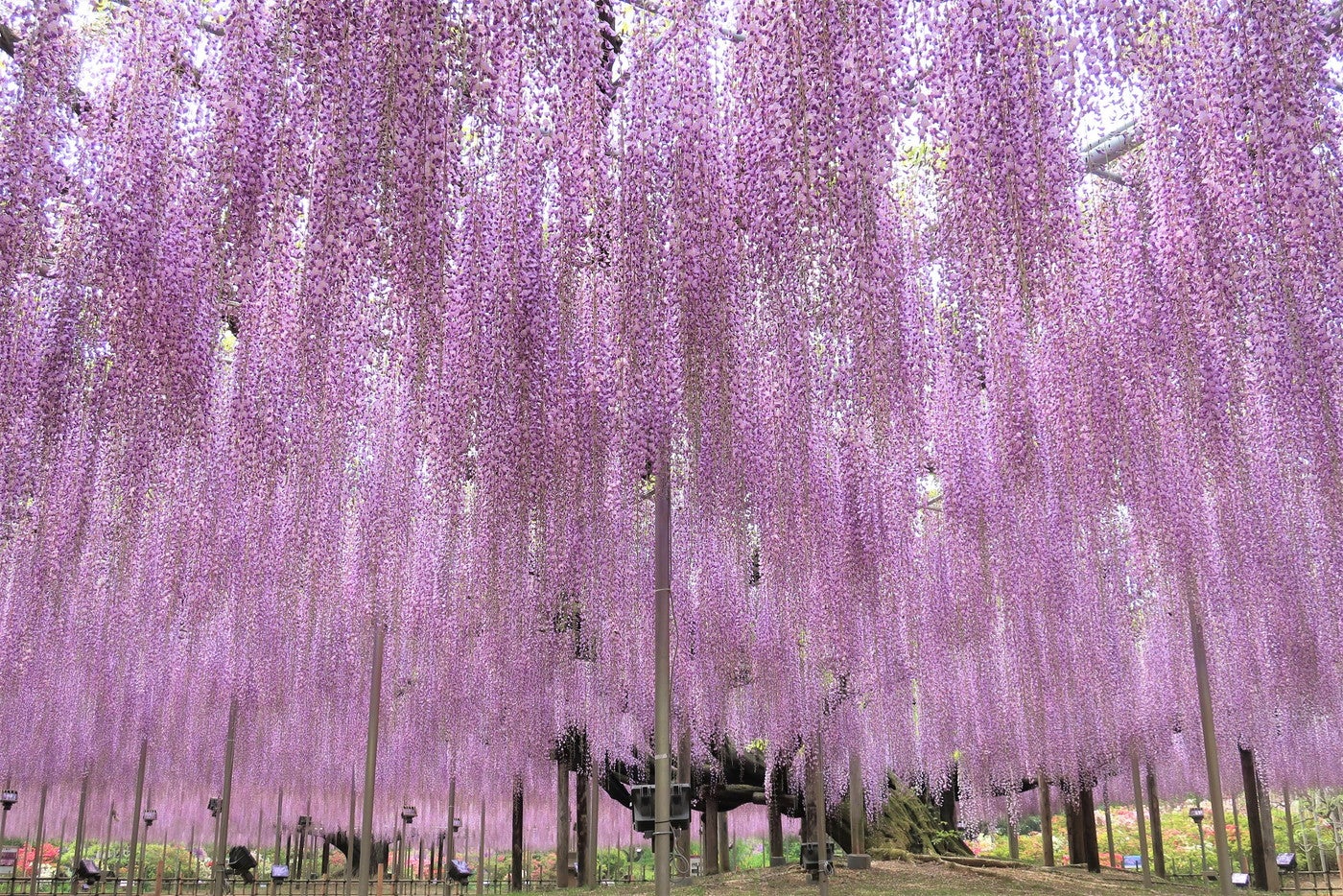 ふじのはな物語／画像提供：足利フラワーリゾート