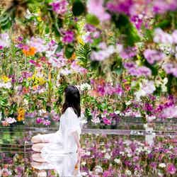 チームラボプラネッツ/画像提供:チームラボ