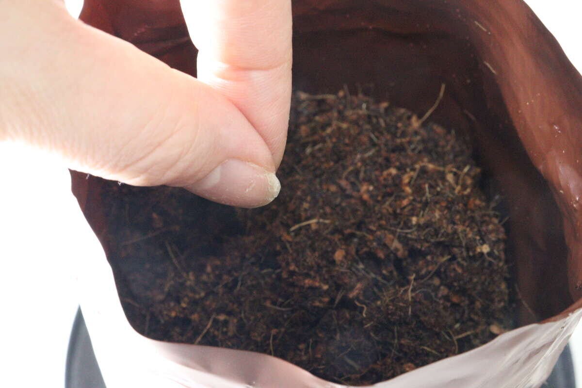 ダイソー　栽培セット