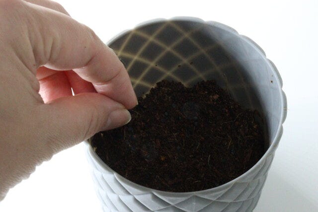 ダイソー　栽培セット