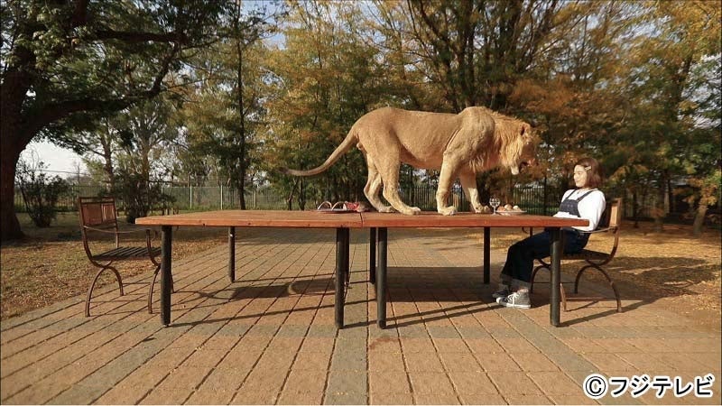 筧美和子、ライオン相手に「美女と野獣」名シーン再現　夏菜は涙